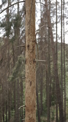 Kahler Baum im Harzer Wald