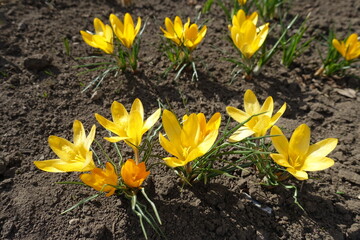 Orange and yellow flowers of crocuses in March