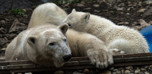 polar bear with cub