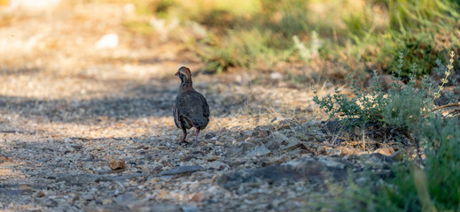 Partridge on the track looking back, rear view