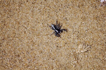 spider in sand