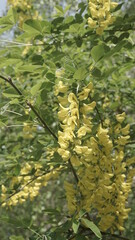 Gelbblühende Pflanze am Busch