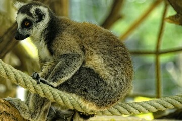 lemur on tree