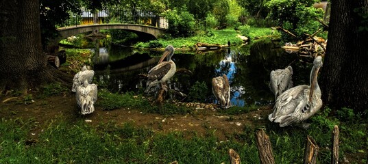 tropic birds at a creek
