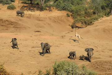 Afrikanischer Elefant und Giraffe im Mphongolo River/ African elephant and Giraffe in Mphongolo...