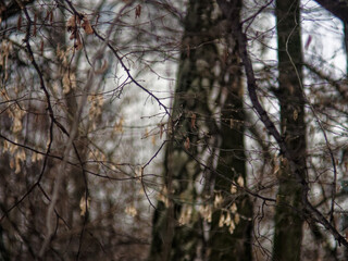 young leaves on a spring branch in the woods