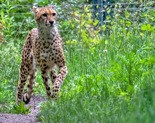 cheetah in the grass