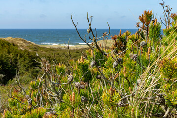 National Park Thy at the north sea coast in Denmark