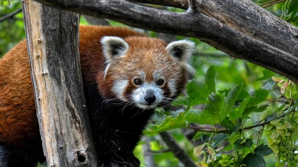 Naklejka premium red panda in tree