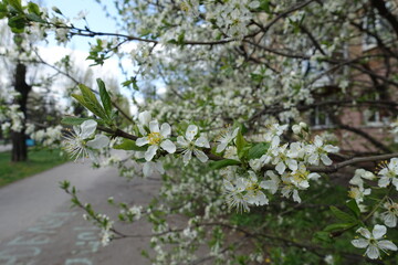 Shoot of blossoming sour cherry tree in April
