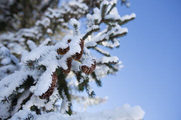 Scenic winter landscape with snowy fir trees. Winter postcard.