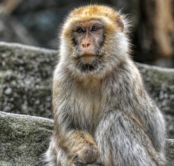portrait of barbary ape