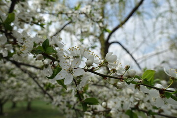 Stalks with white flowers of sour cherry tree in mid April