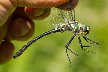 Macromia splendens, man holding a dragonfly for scientific purposes with green background