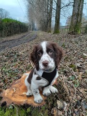 english cocker spaniel