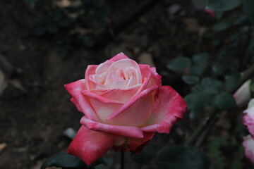 Close up view of hybrid Rose with red, white and pink color with blurred background in a garden in Sichuan, China