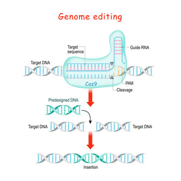 Genome editing. CRISPR and Cas9.