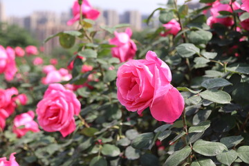 Close up view of pink rose in a garden with blurred background