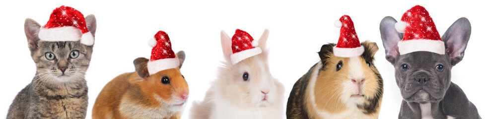 faces of different pets with christmas hats