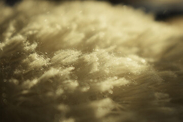 Wool texture. Illuminated by the sun. Fluffy surface.