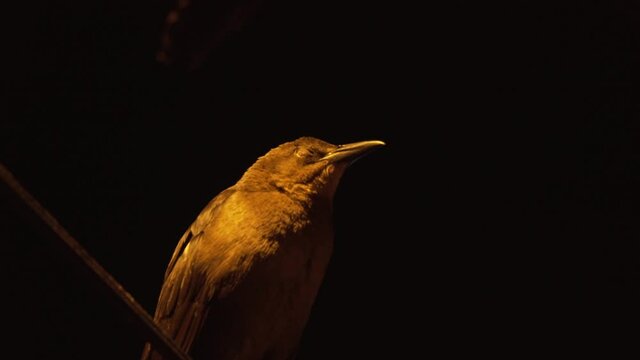 Detail of black bird crow Zanate sitting on wire and sleeping at night closeup