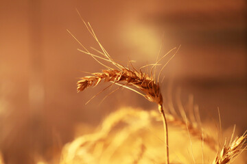Obraz premium Dry wheat close-up