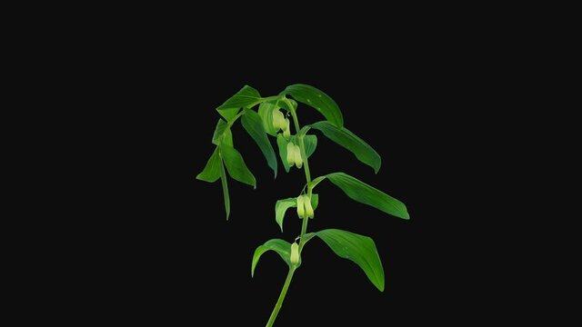 Time-lapse of opening Polygonatum multiflorum flower (also known as Solomon's seal, David's harp, ladder-to-heaven) 1b3 in 4K PNG+ format with ALPHA transparency channel isolated on black background
