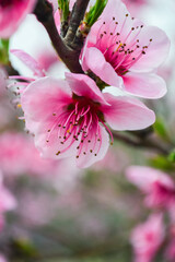 A branch of apricots flowers bloom