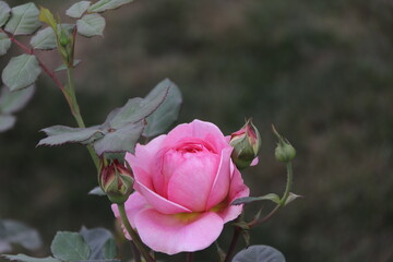 Close up view of pink rose in a garden with blurred background