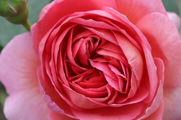 Close up view of pink rose in a garden with blurred background