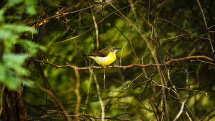 Indian Small Honey Bird