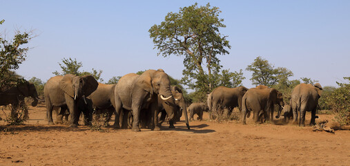 Obraz premium Afrikanischer Elefant / African elephant / Loxodonta africana.