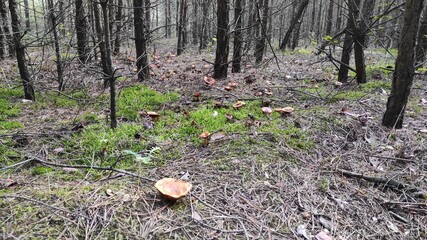 mushrooms in the forest