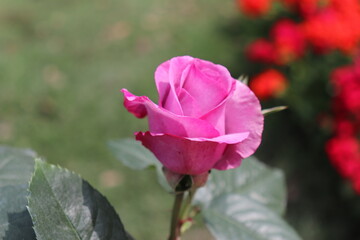 Close up view of pink rose in a garden with blurred background