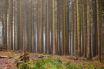 Obraz premium Forest in the fog. Even tree trunks in the forest