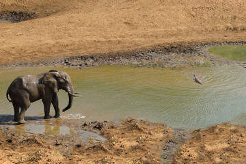 Afrikanischer Elefant und Nilkrokodil / African elephant and Nile Crocodile / Loxodonta africana et...