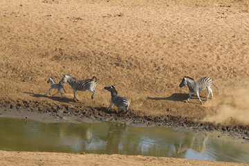 Steppenzebra / Burchell's Zebra / Equus burchellii....