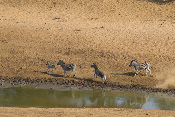Steppenzebra / Burchell's Zebra / Equus burchellii....