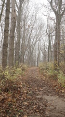 Obraz premium herbstlicher Waldweg in Sachsen-Anhalt