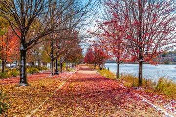 Fotobehang Chocoladebruin Elgin Town Park view with autumn colors in Illinois of USA  © nejdetduzen