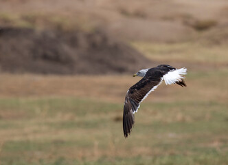 Baltic Gull, Larus fuscus