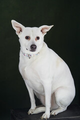 White dog portrait on green background, close-up