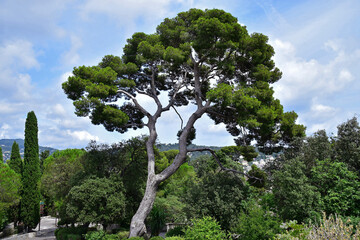 Beautiful tree in a park on top of Castle Hill in Nice, France