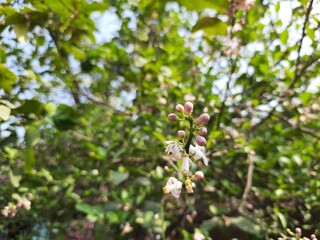Sweet lemon flower in the India, Citrus limetta flower, orange flowers.