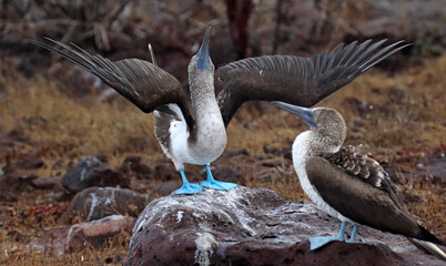 Blue-footed Booby, Sula nebouxii