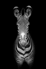 Türaufkleber Zebra Grevy-Zebra (Equus grevyi)