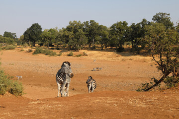 Steppenzebra / Burchell's zebra / Equus burchellii