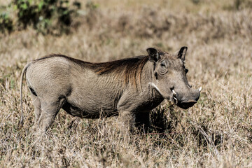 Warthog in national park Masai Mara Kenya