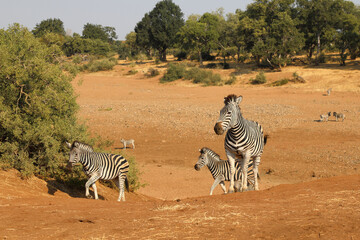 Steppenzebra / Burchell's zebra / Equus burchellii