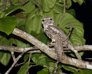 Papuan Frogmouth, Podargus papuensis